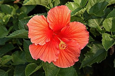 PC玩家想游玩《使命召唤》新作 必须启用安全启动